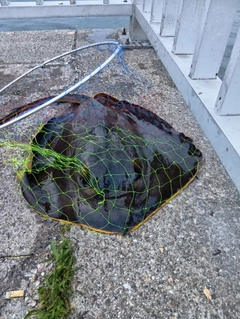 エイの釣果