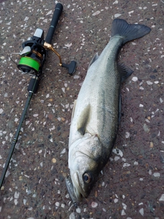 フッコ（マルスズキ）の釣果