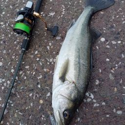 フッコ（マルスズキ）