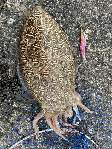 モンゴウイカの釣果