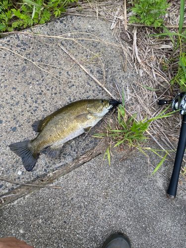 スモールマウスバスの釣果