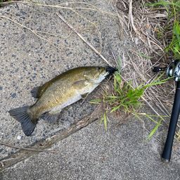 スモールマウスバス