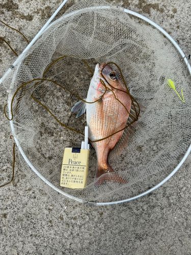 チャリコの釣果
