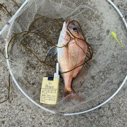 チャリコ