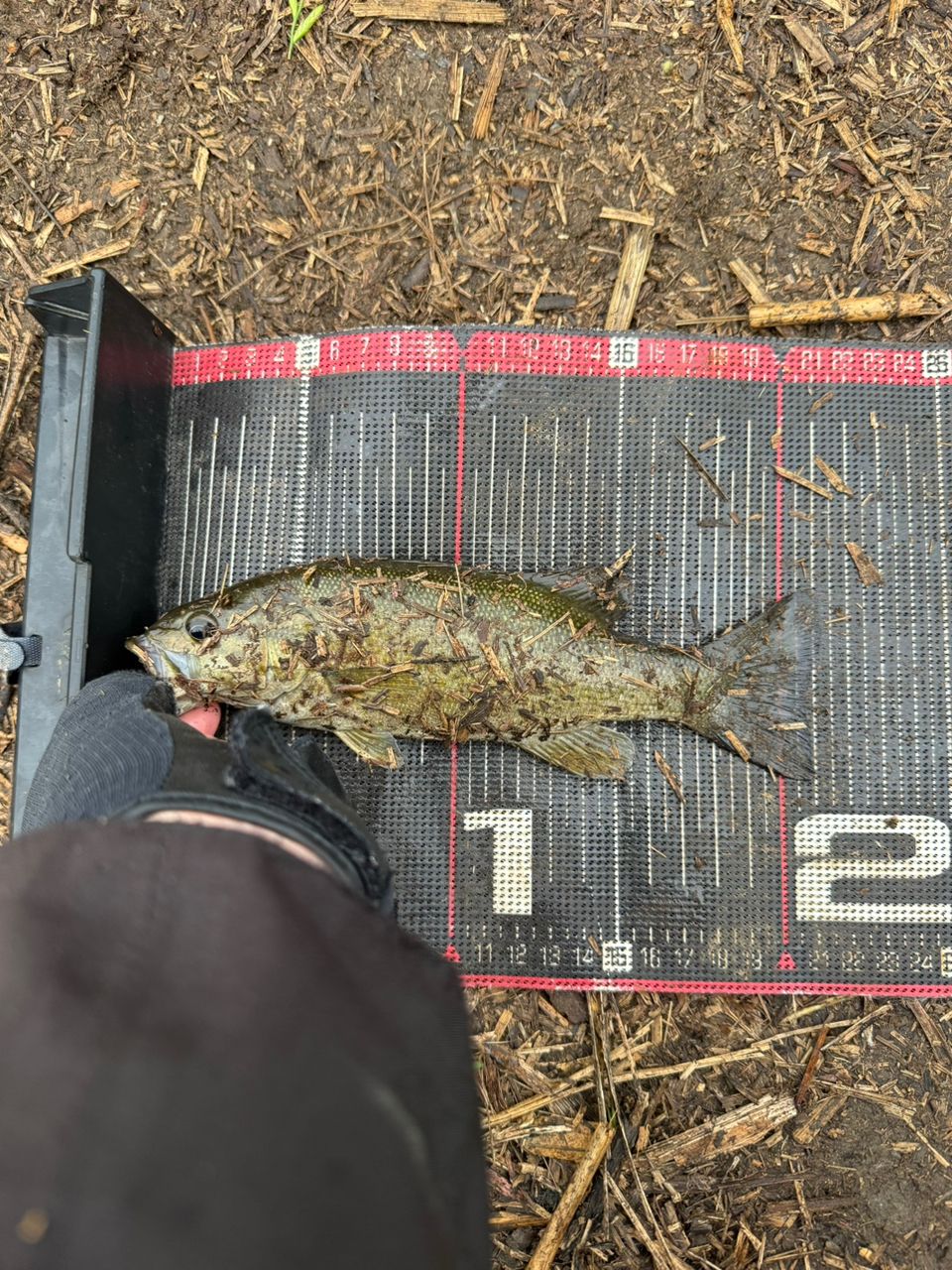 スモールマウスバス