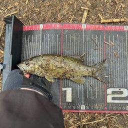 スモールマウスバス