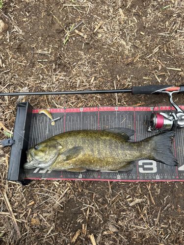 スモールマウスバスの釣果