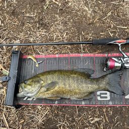 スモールマウスバス