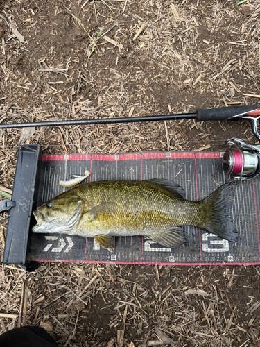 スモールマウスバスの釣果
