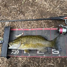 スモールマウスバス