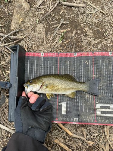 スモールマウスバスの釣果