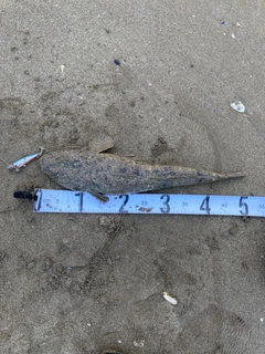 マゴチの釣果