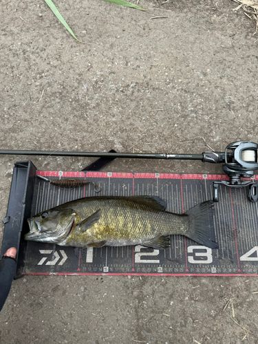 スモールマウスバスの釣果