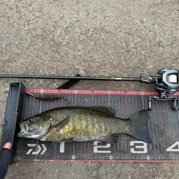 スモールマウスバス