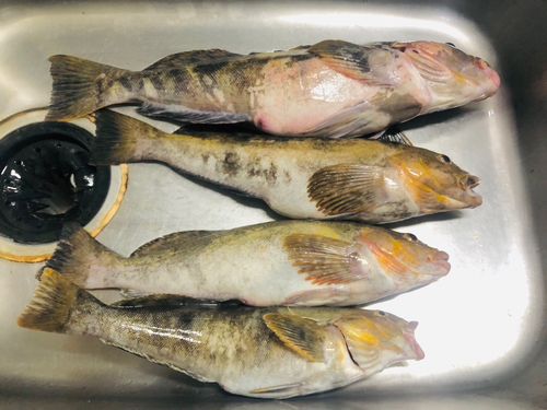 アイナメの釣果