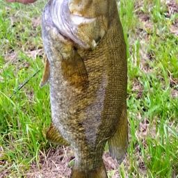 スモールマウスバス