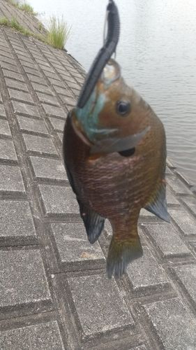 ブルーギルの釣果