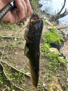 ナマズの釣果