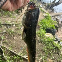 ナマズ
