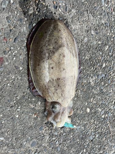 コウイカの釣果