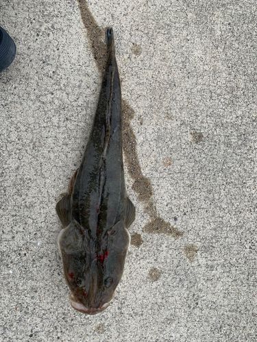 マゴチの釣果
