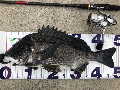 チヌの釣果