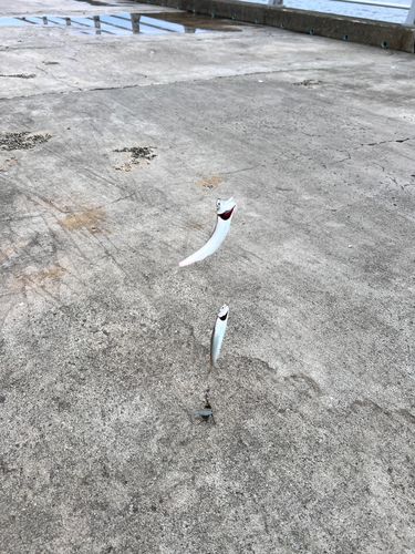 カタクチイワシの釣果