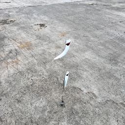 カタクチイワシ