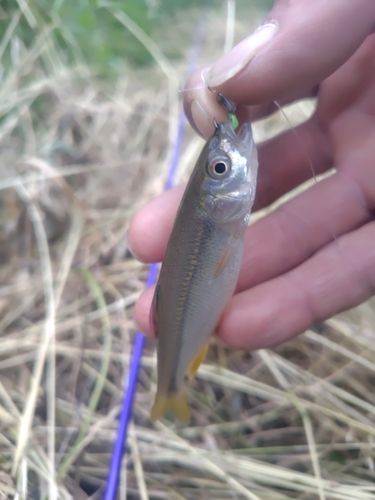 カワムツの釣果