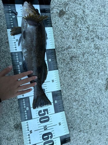 アイナメの釣果