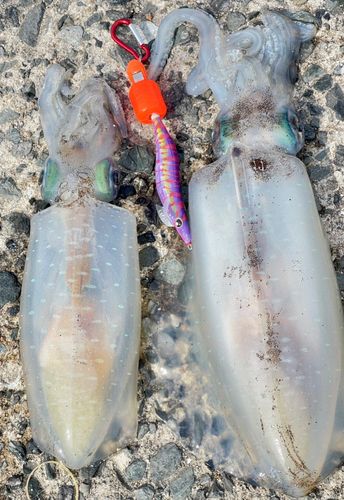 アオリイカの釣果