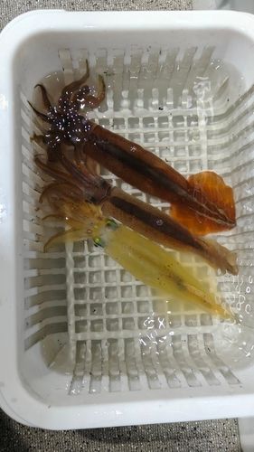 ケンサキイカの釣果