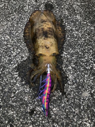 アオリイカの釣果