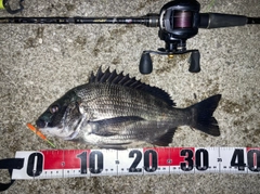 チヌの釣果