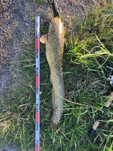 ナマズの釣果