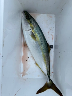 ハマチの釣果
