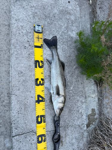 シーバスの釣果