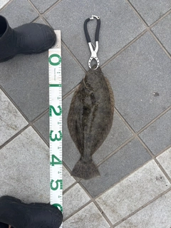ヒラメの釣果