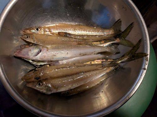 シロギスの釣果