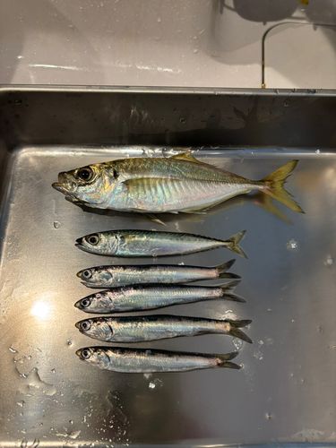 カタクチイワシの釣果