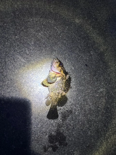 オウゴンムラソイの釣果