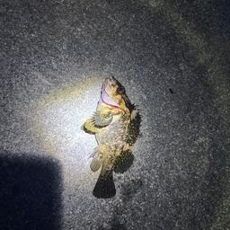 オウゴンムラソイ