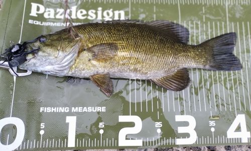 スモールマウスバスの釣果