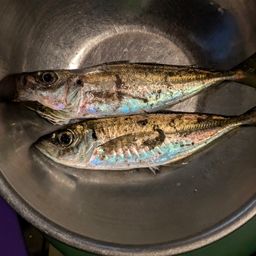 アジ