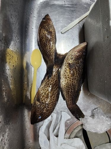 オオモンハタの釣果