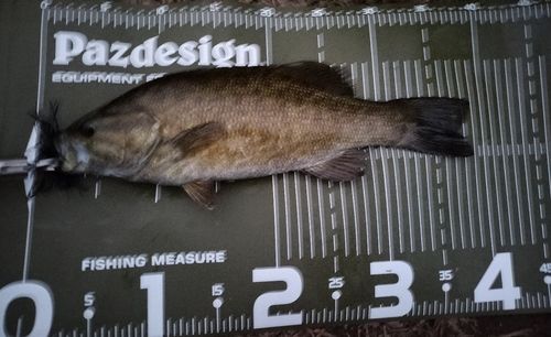 スモールマウスバスの釣果