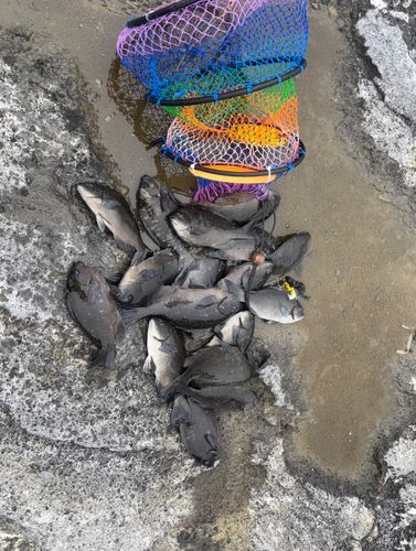 メジナの釣果