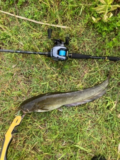 ナマズの釣果