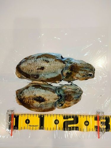 コウイカの釣果