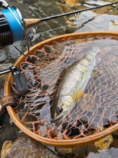 アマゴの釣果